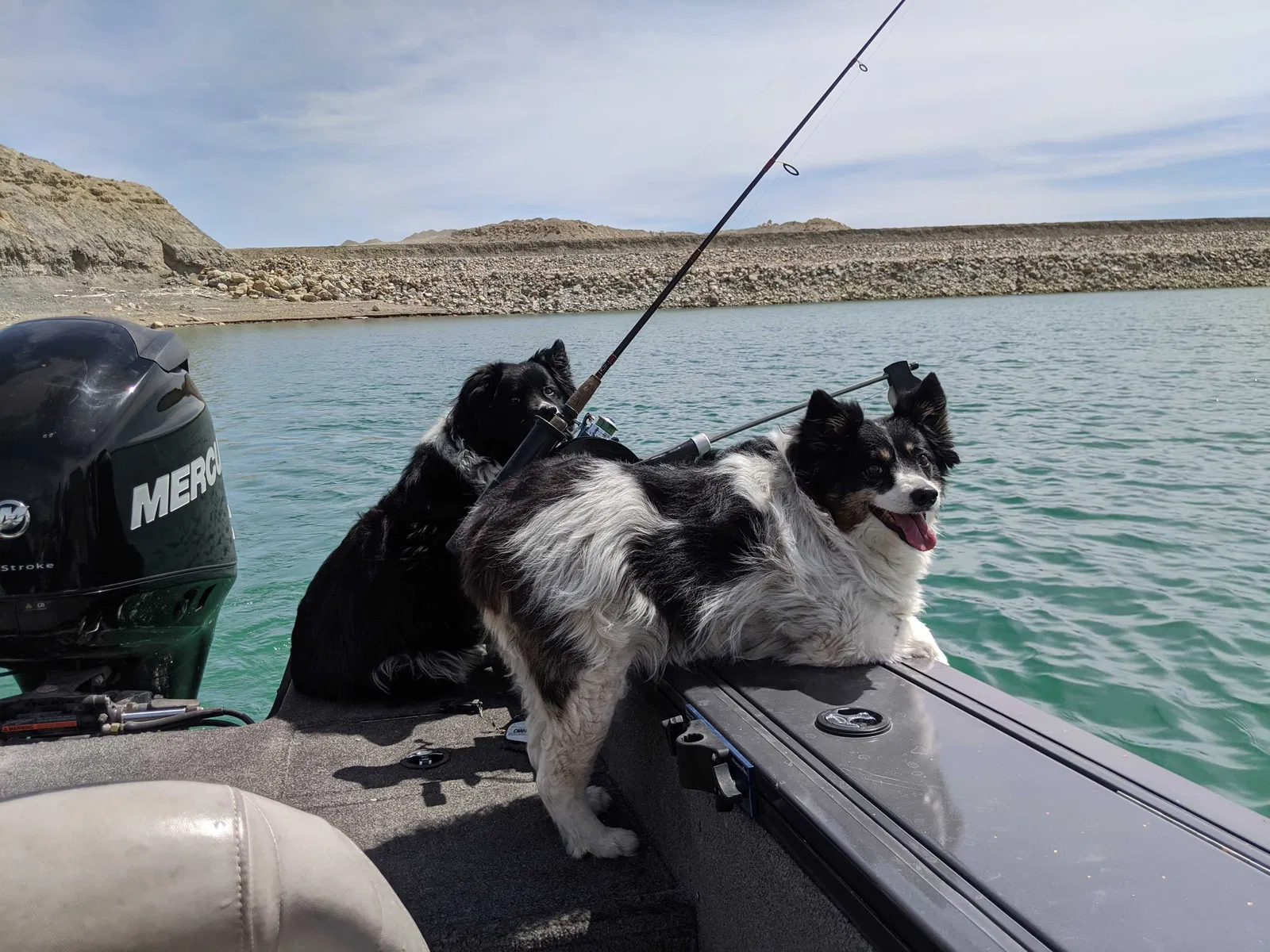 Lost dog in Fort Hall, ID, 83203