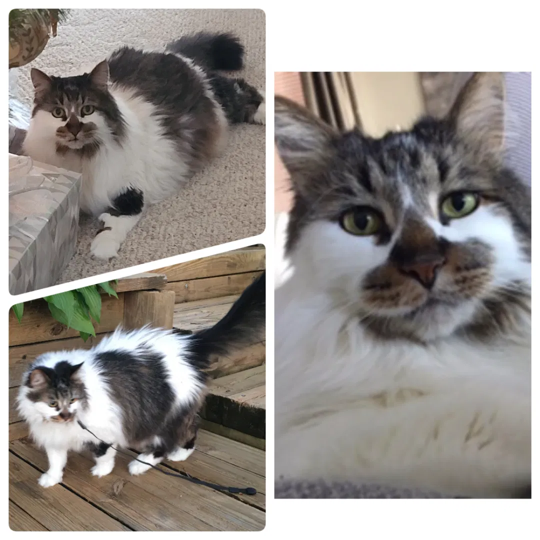 Lost cat in Commerce Township, MI, 48382