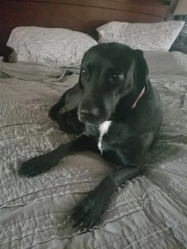 Lost dog in New Orleans, LA, 70115