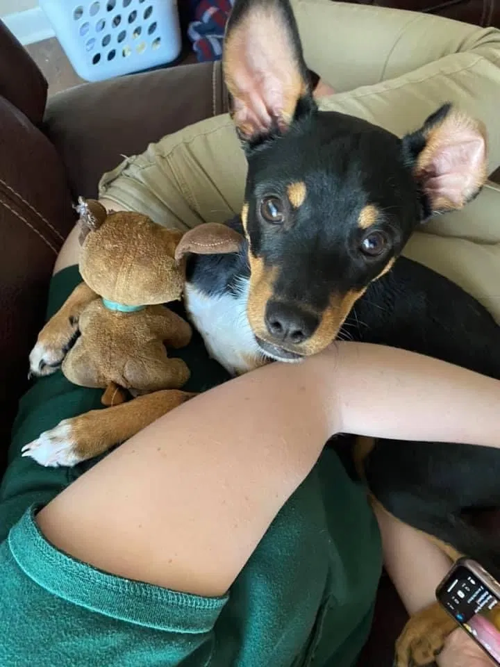 Lost dog in Winter Haven, FL, 33880