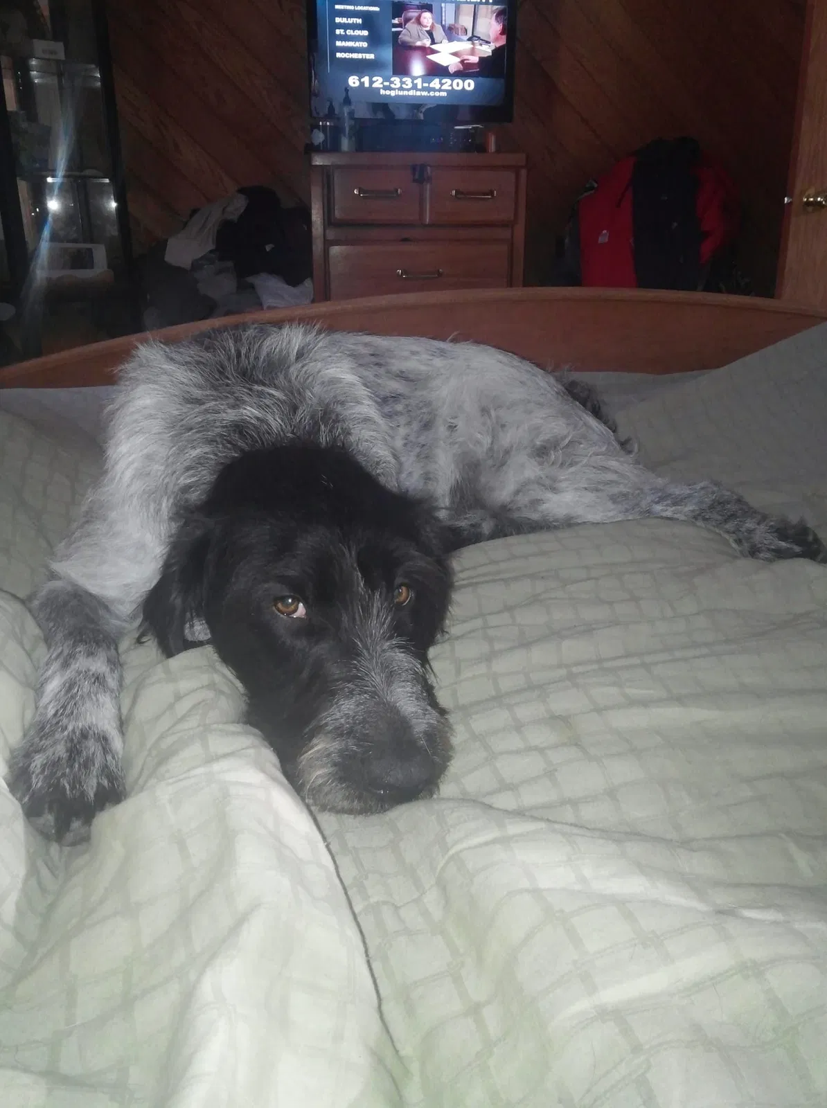 Lost dog in Frederic, WI, 54837