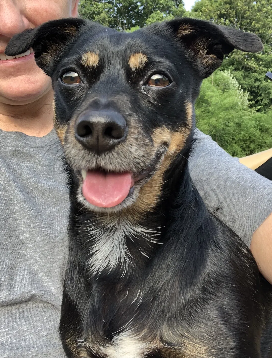 Lost dog in New Lexington, OH, 43764