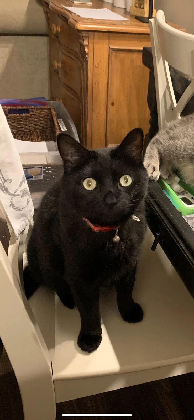 Lost cat in Woodbridge, VA, 22192