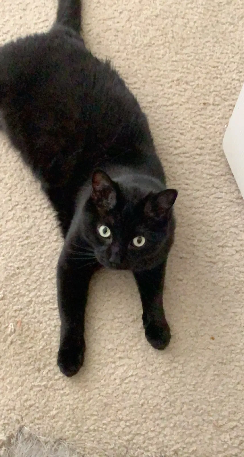 Lost cat in Woodbridge, VA, 22192