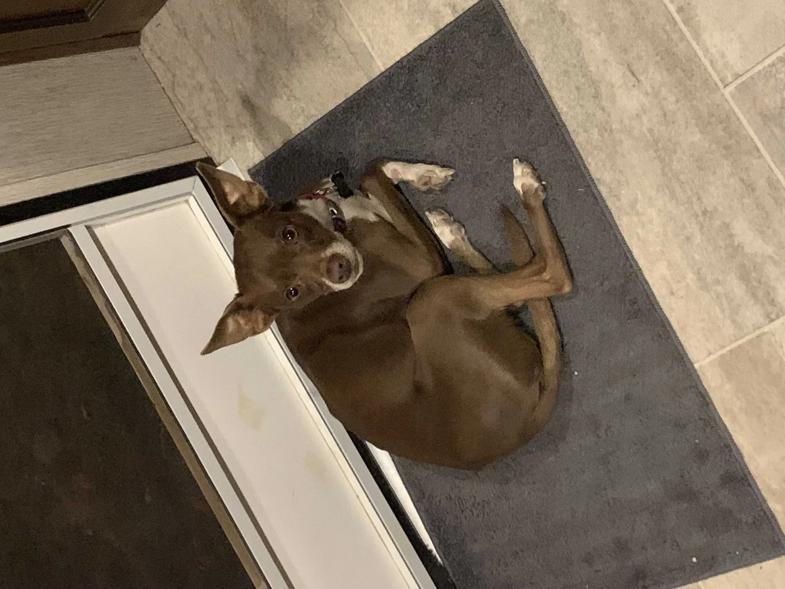 Lost dog in Visalia, CA, 93291