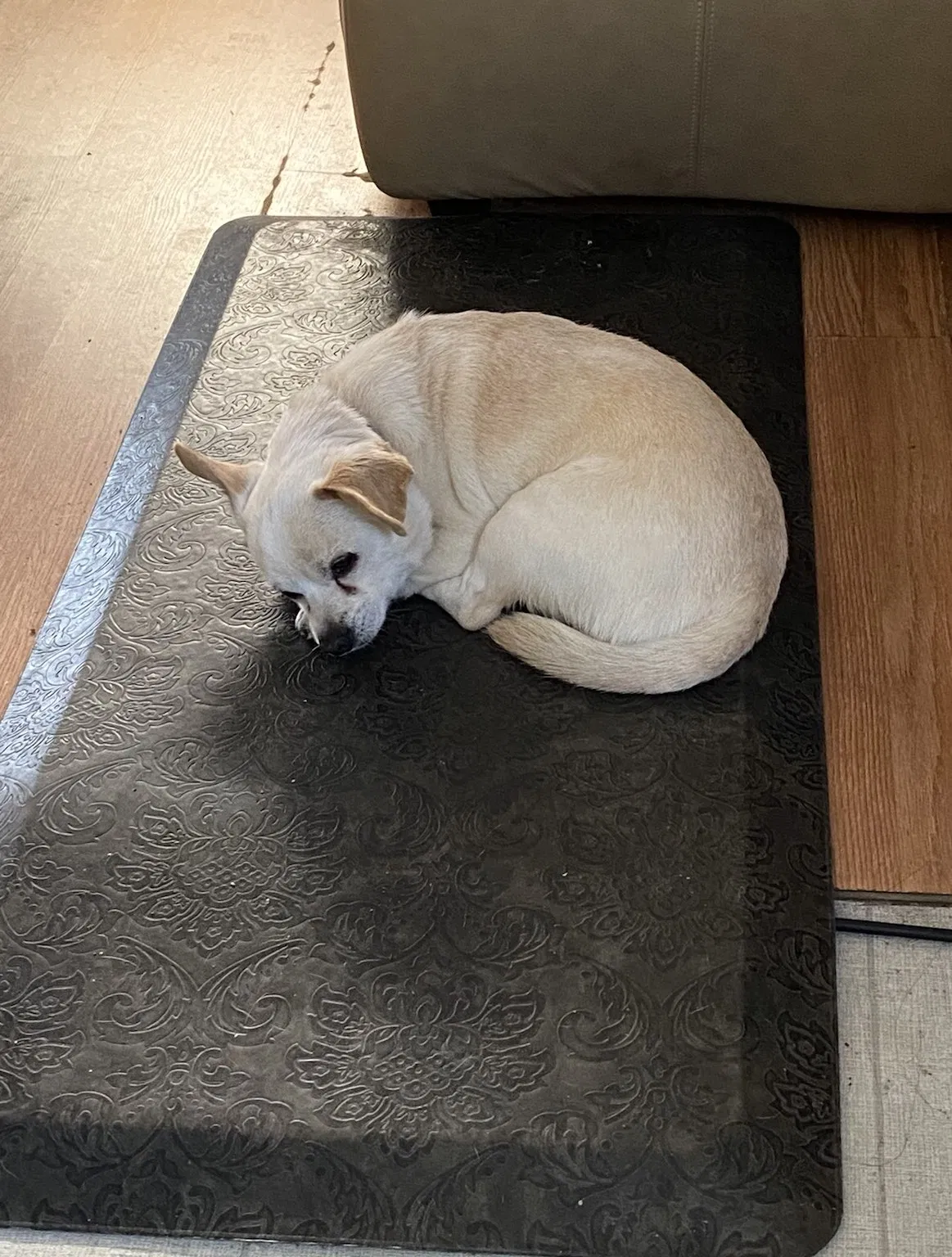 Lost dog in San Diego, CA, 92113