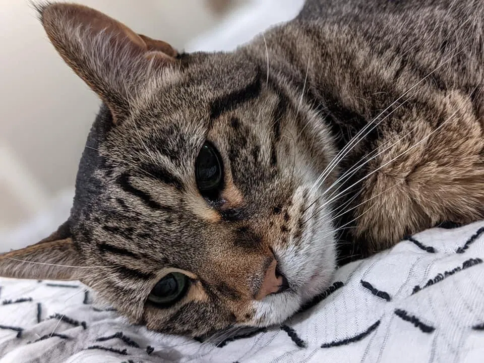 Lost cat in Ankeny, IA, 50021