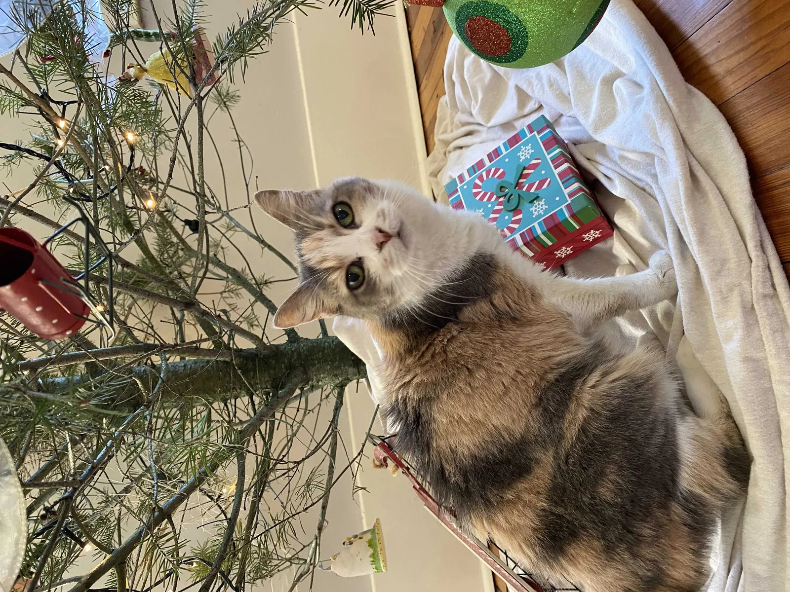 Lost cat in Little Rock, AR, 72202