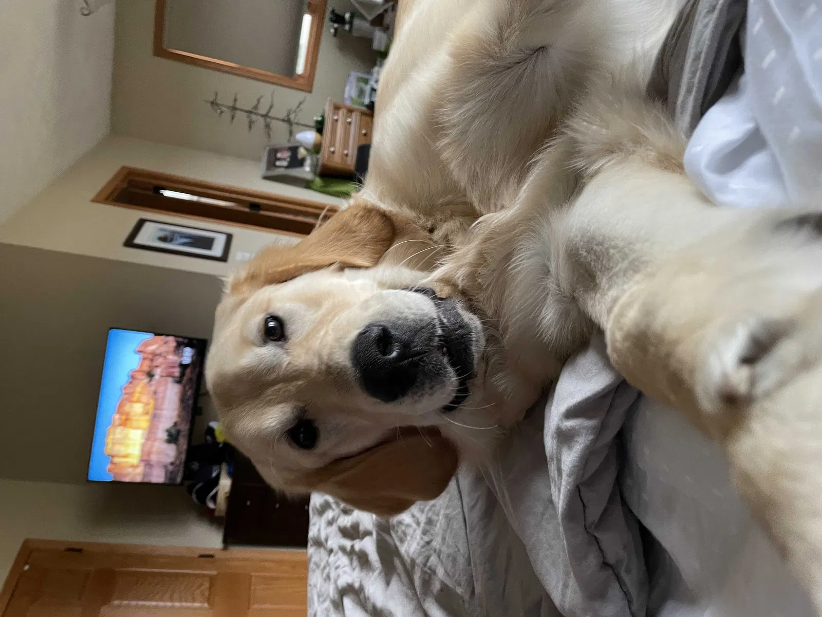 Lost dog in Fort Atkinson, WI, 53538