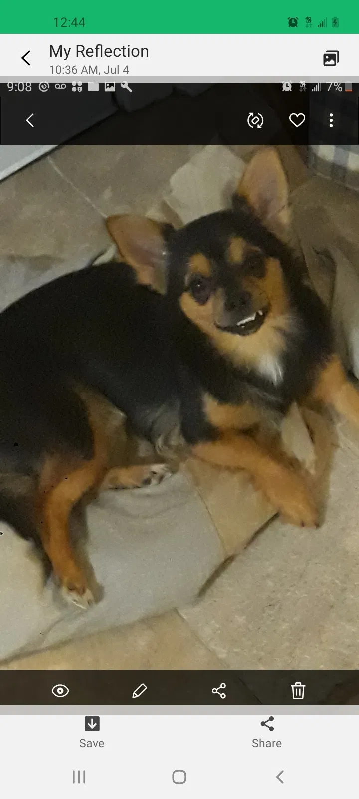 Lost dog in Memphis, TN, 38107