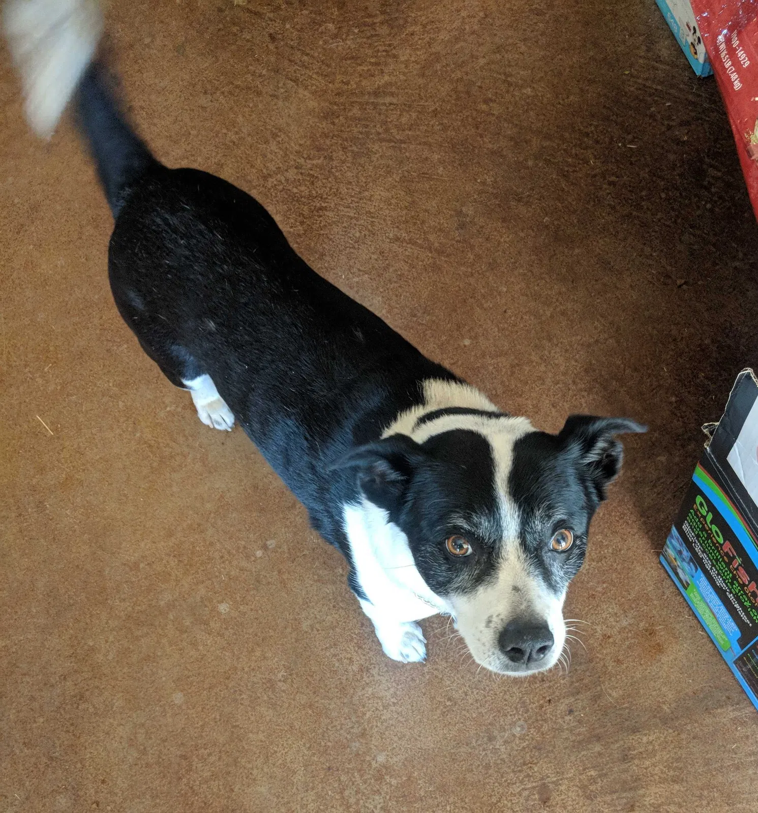 Lost dog in Lubbock, TX, 79414