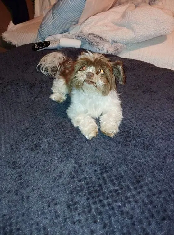 Lost dog in Bernalillo, NM, 87004