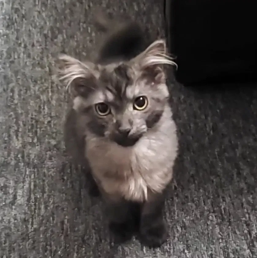 Lost cat in Skokie, IL, 60077