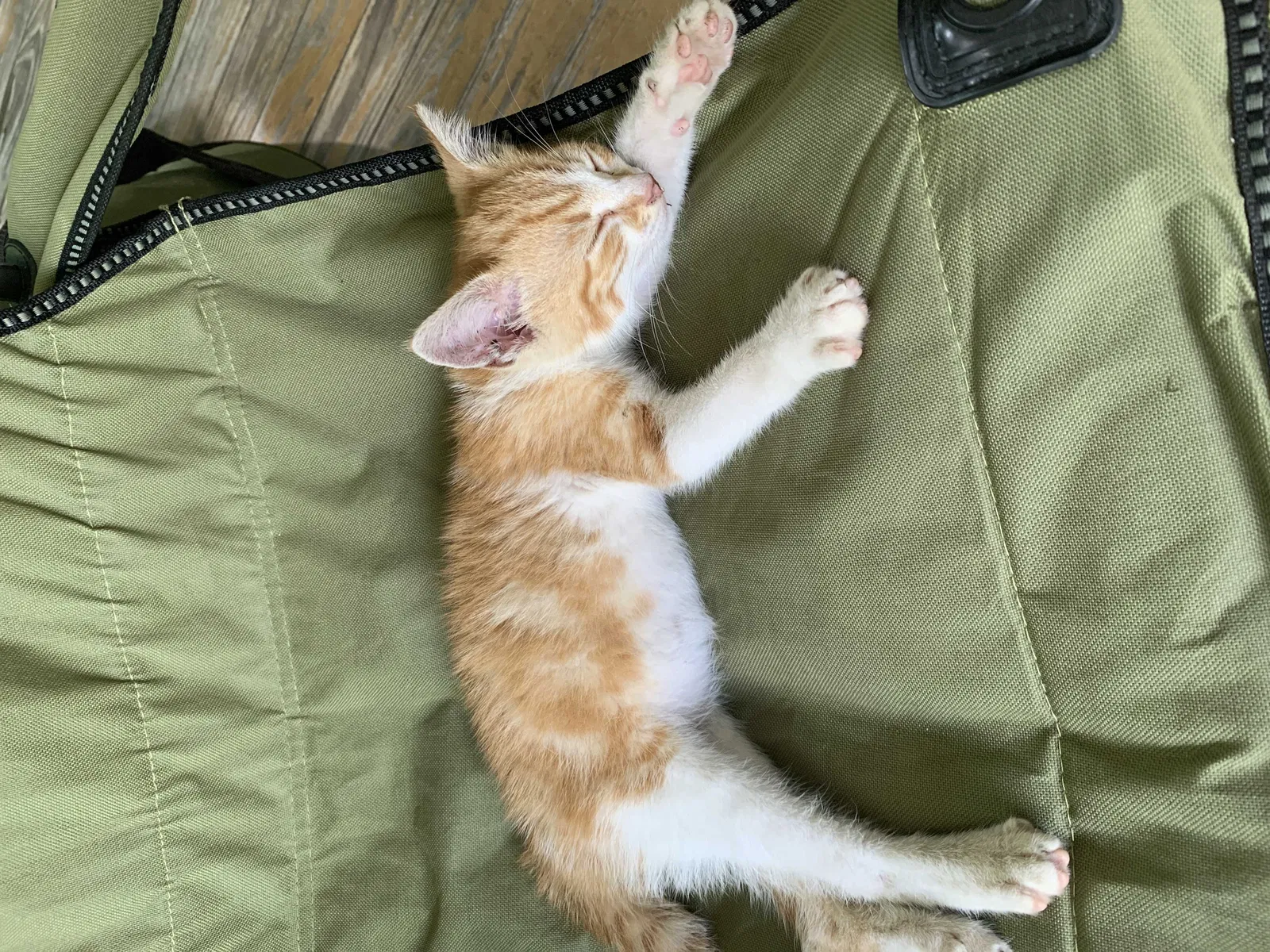 Found cat in Greeneville, TN, 37743