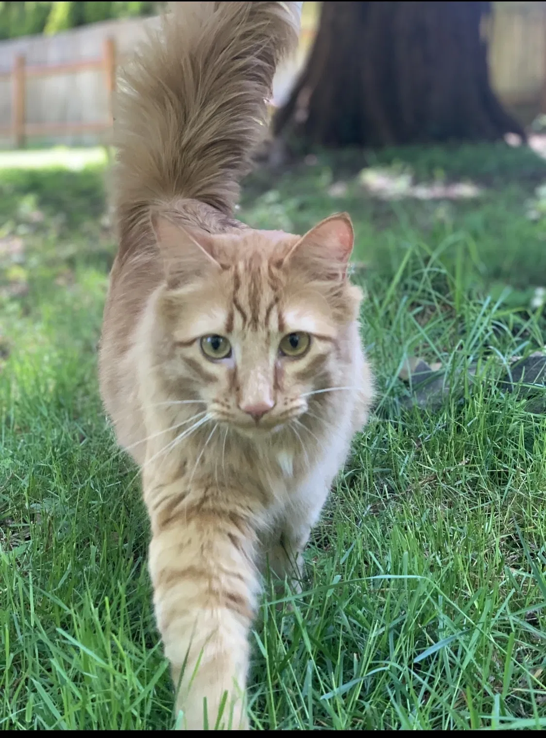 Lost cat in Everett, WA, 98208