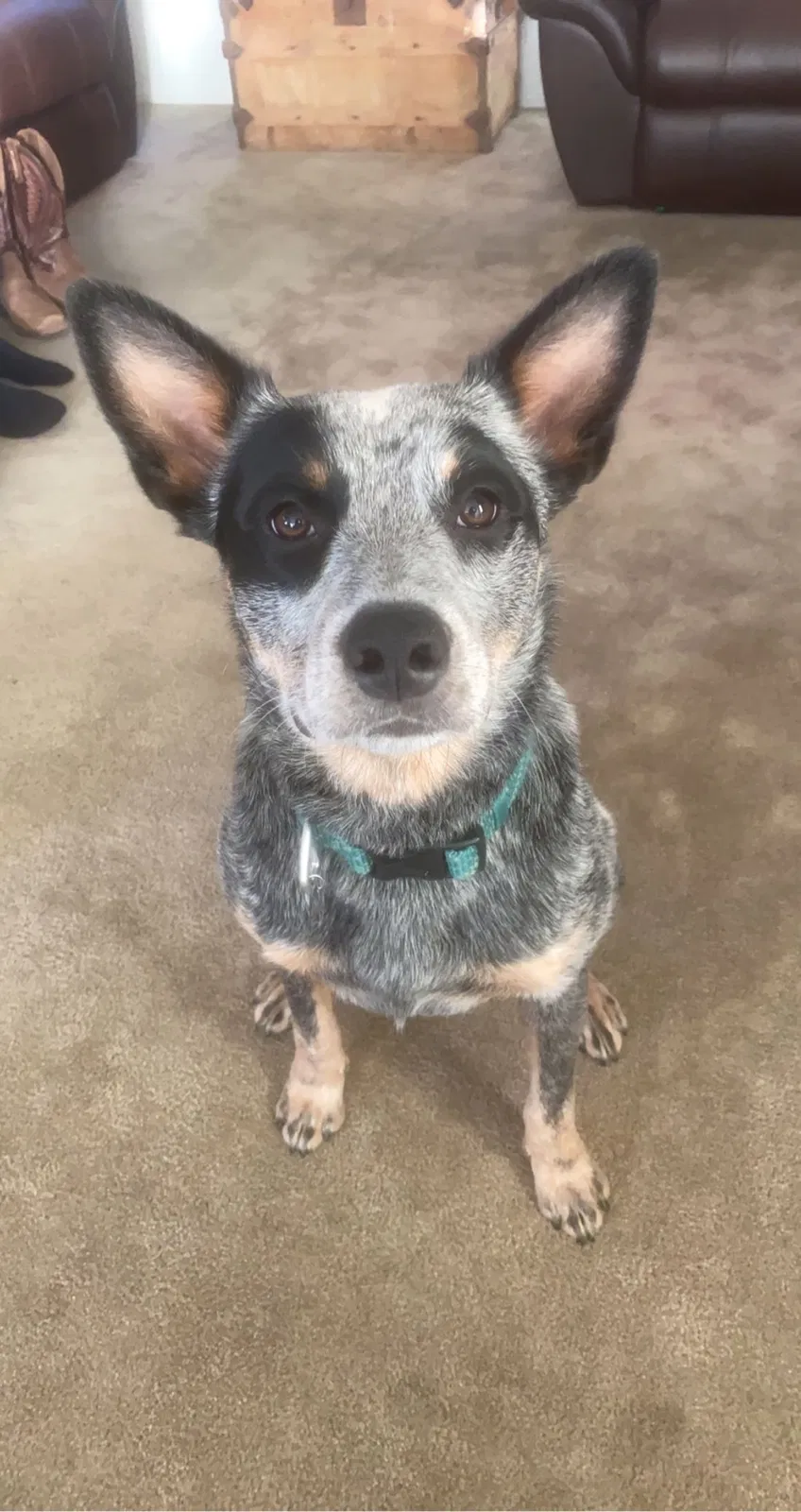 Lost dog in Nampa, ID, 83686