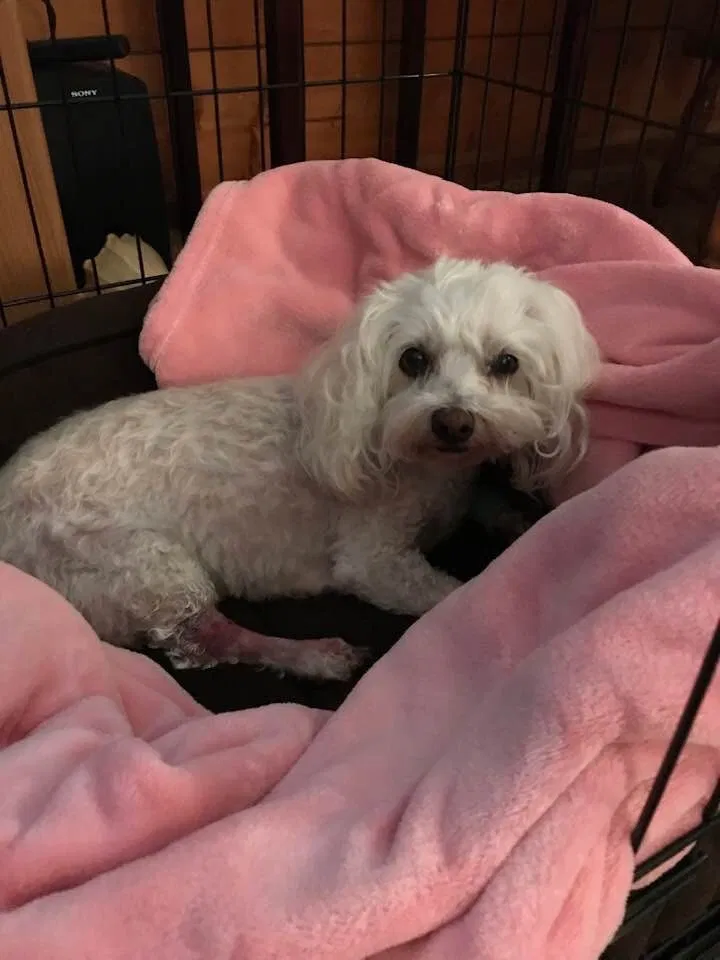 Lost dog in Chester, VA, 23836