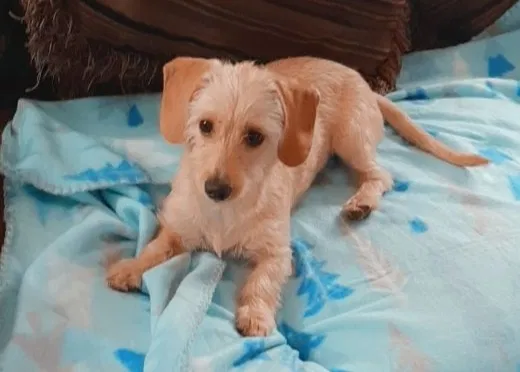 Lost dog in Amarillo, TX, 79104