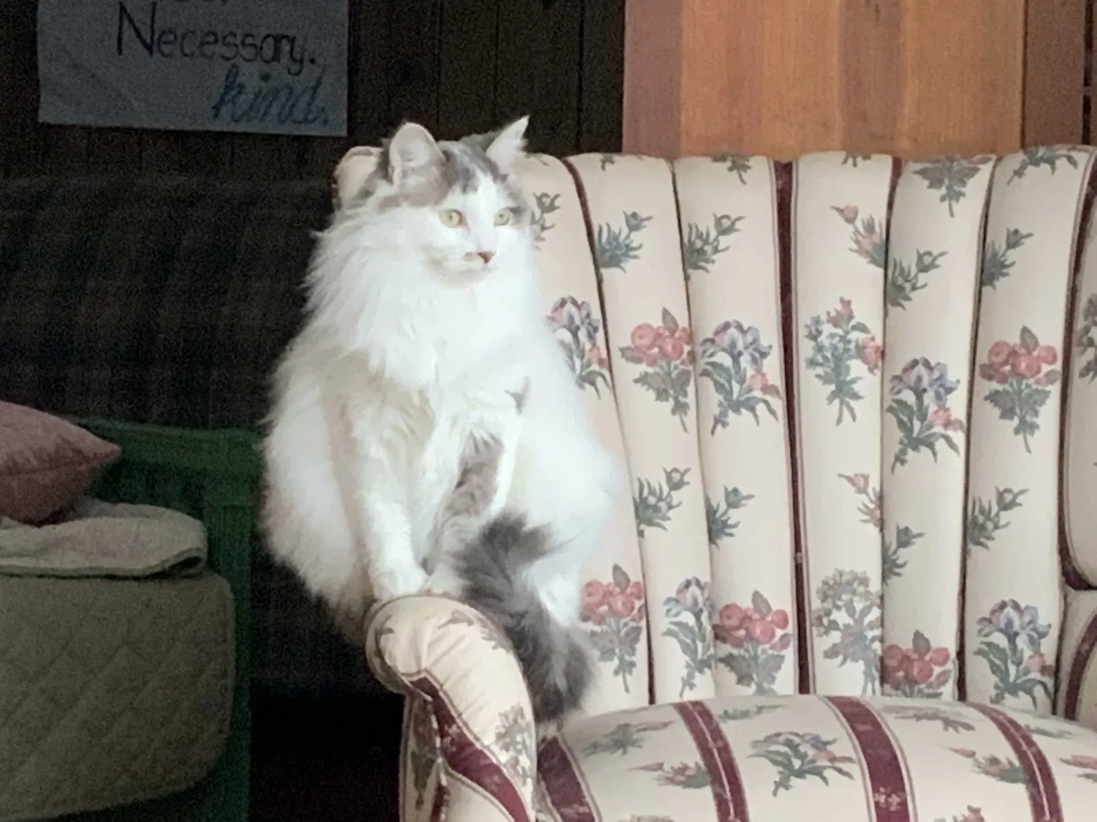 Lost cat in Albany, NY, 12205