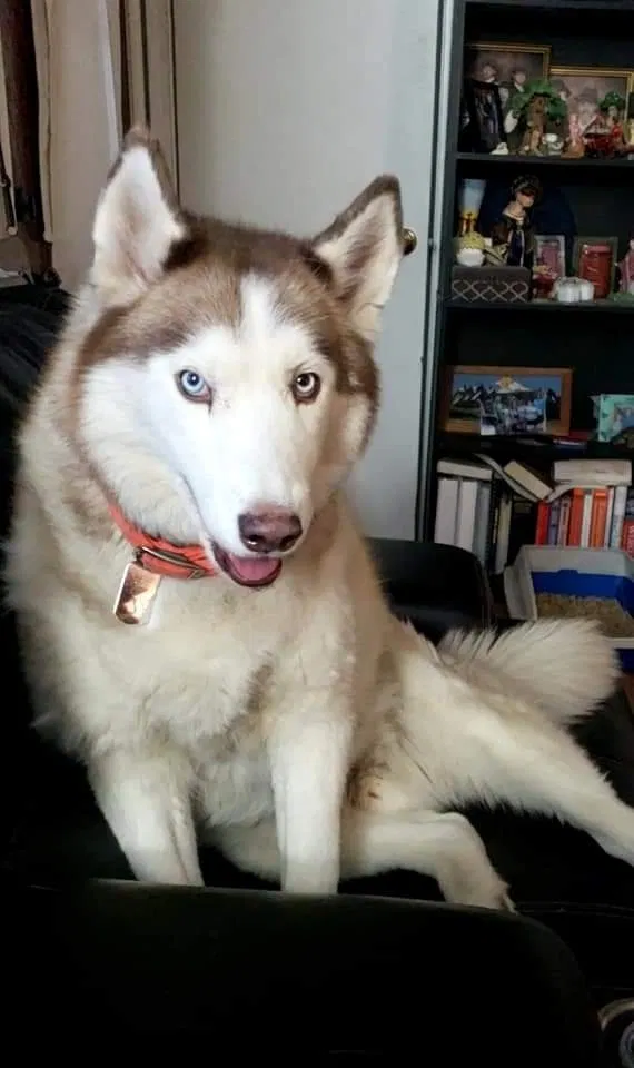 Lost dog in Ogden, UT, 84405