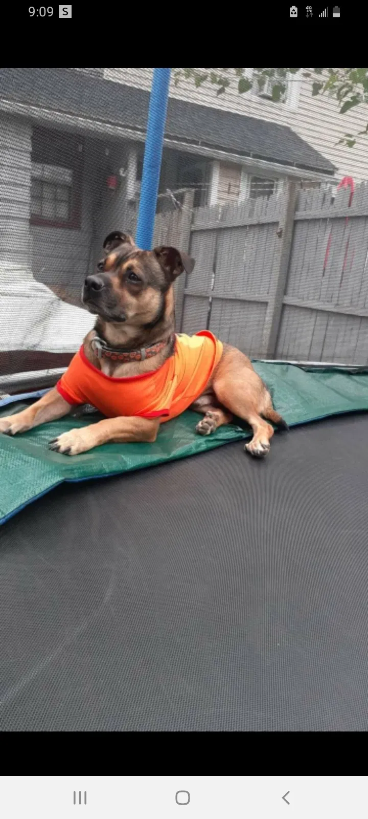 Lost dog in Hartford, CT, 6106