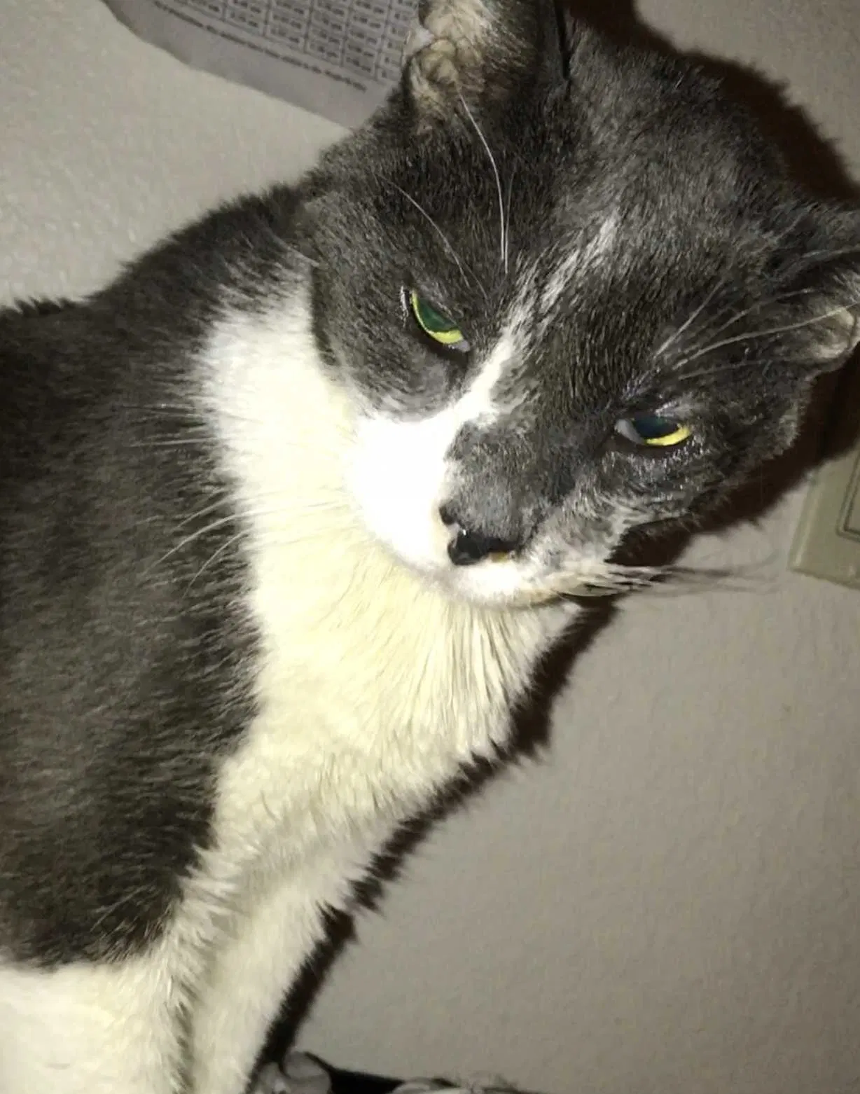Lost cat in Union City, CA, 94587