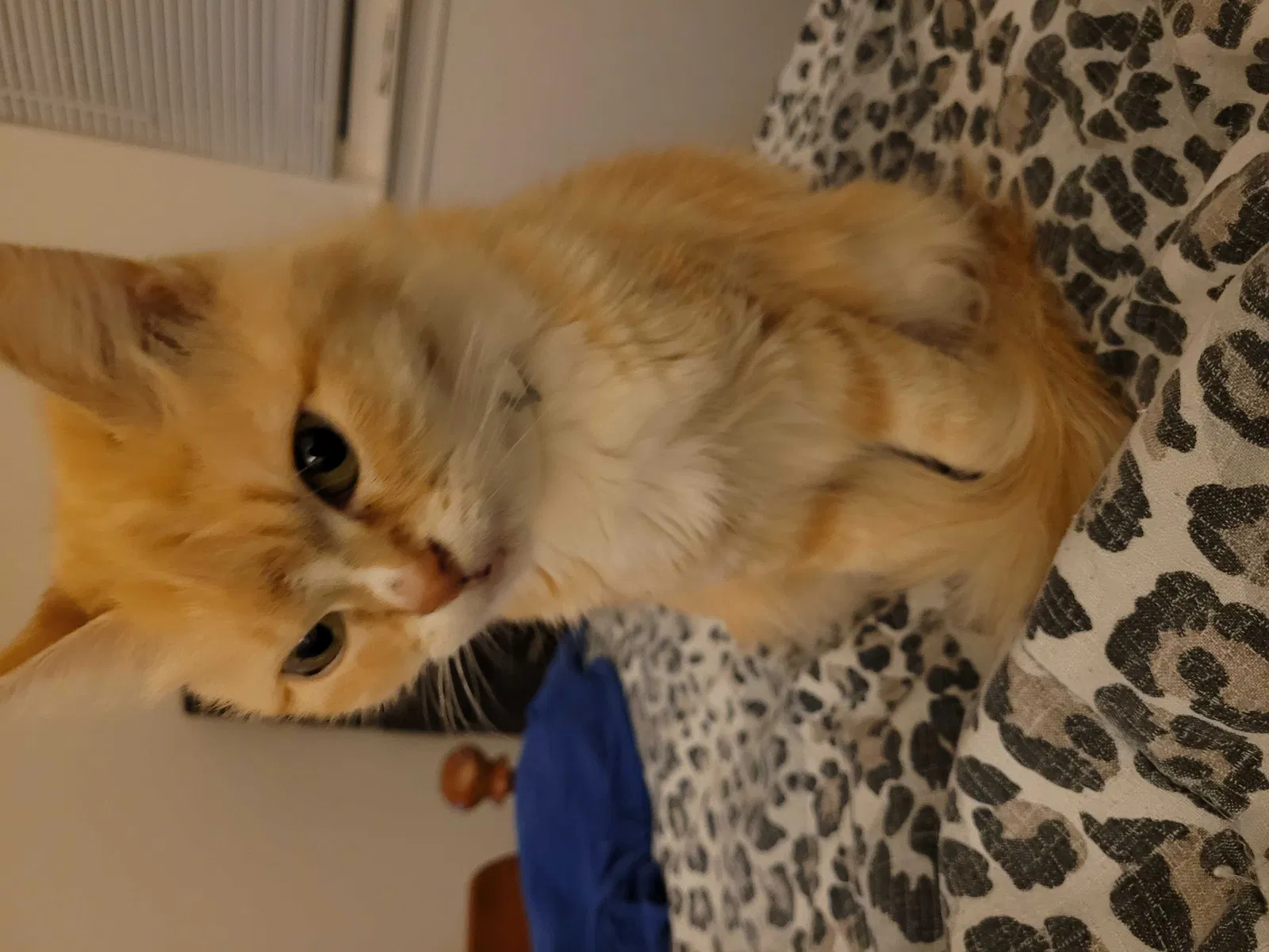 Lost cat in Cresson, TX, 76035