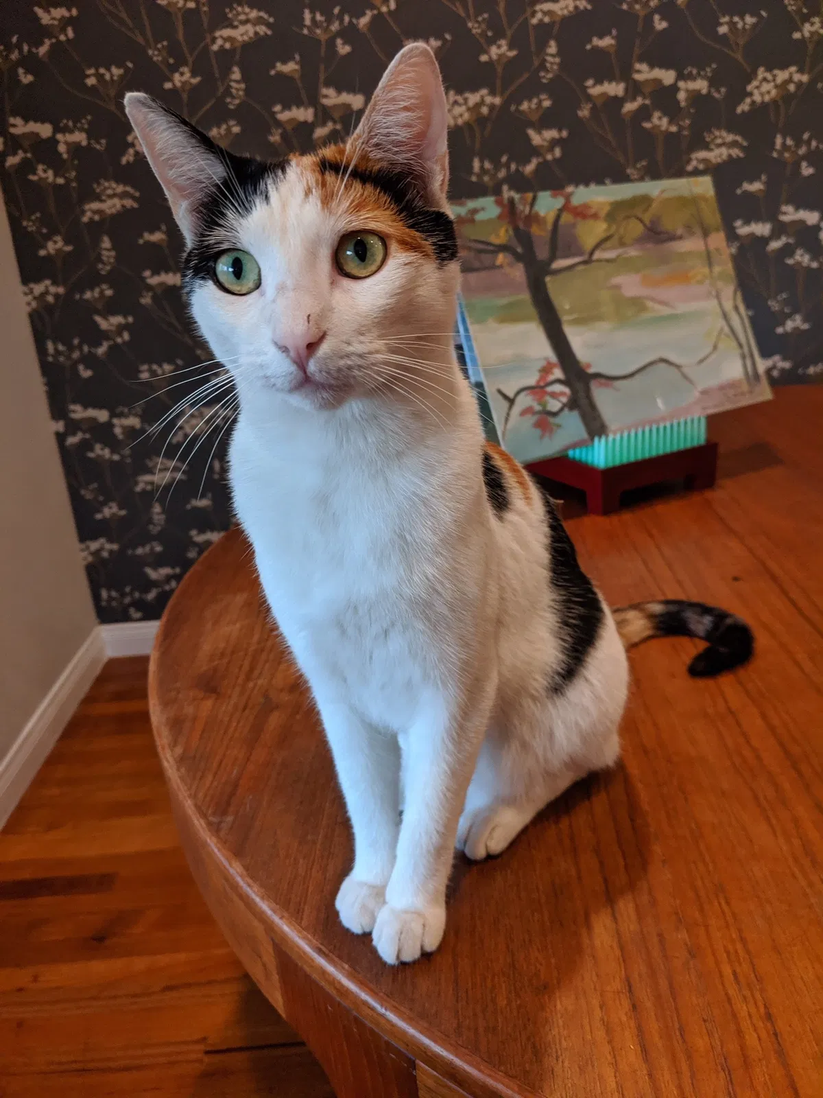 Lost cat in Gardena, CA, 90249