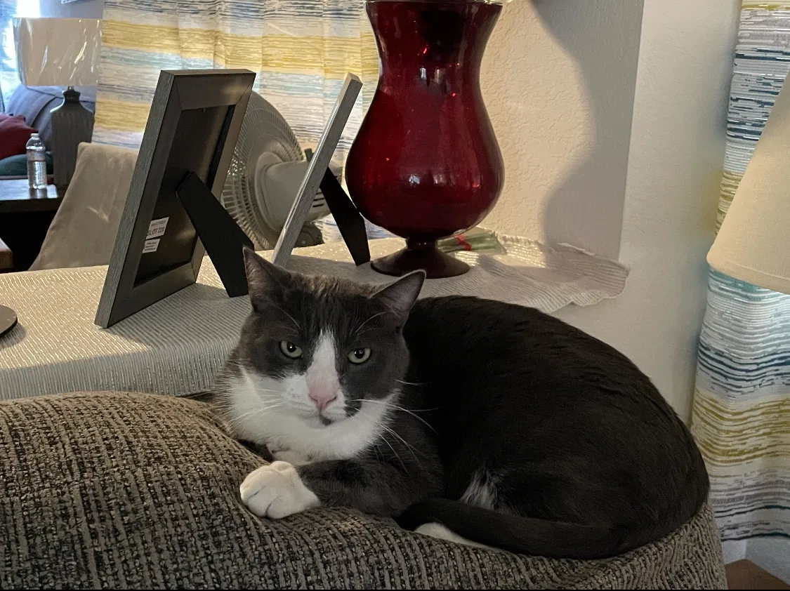 Lost cat in Rialto, CA, 92377