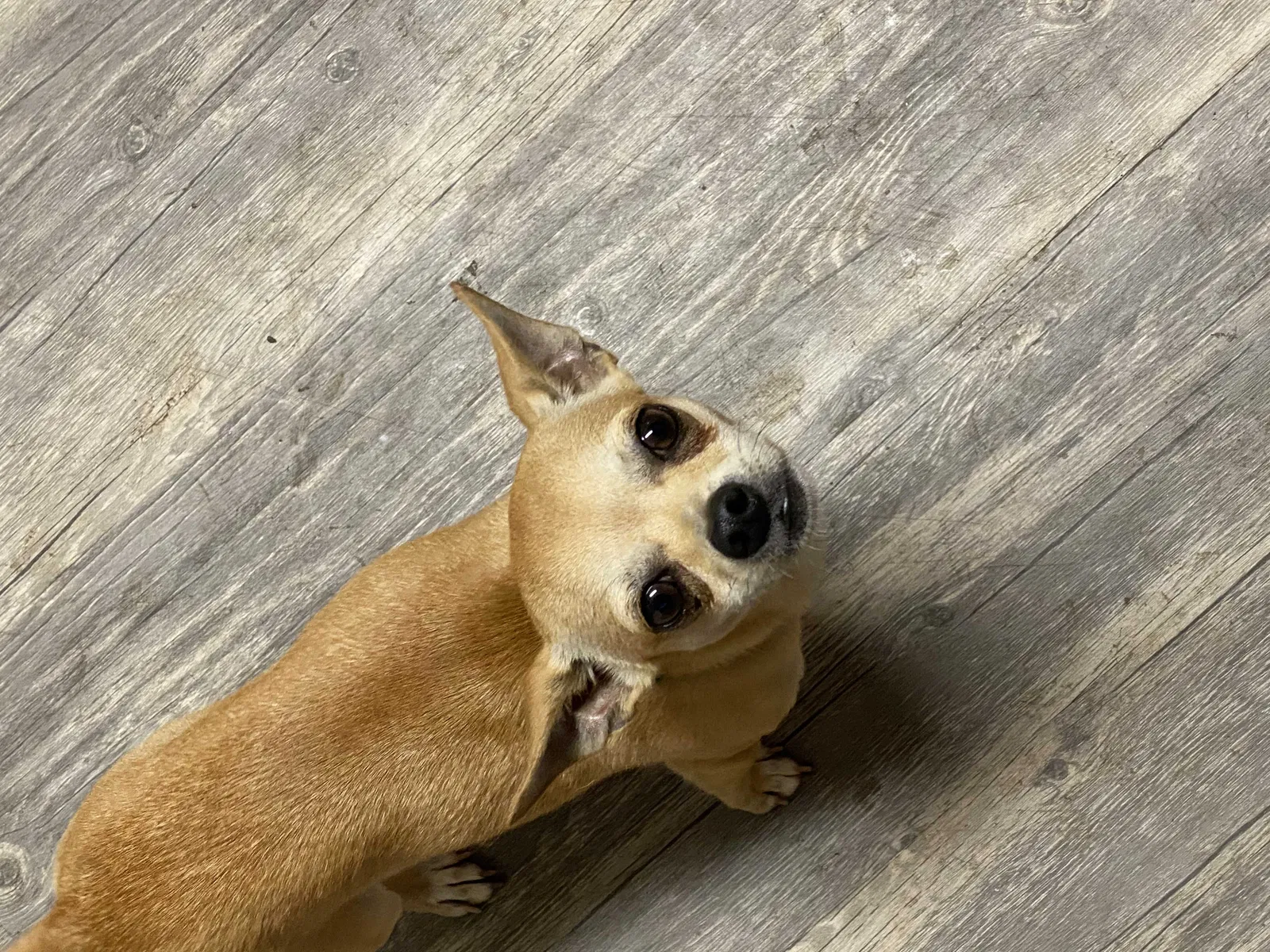 Found dog in Wellford, SC, 29385
