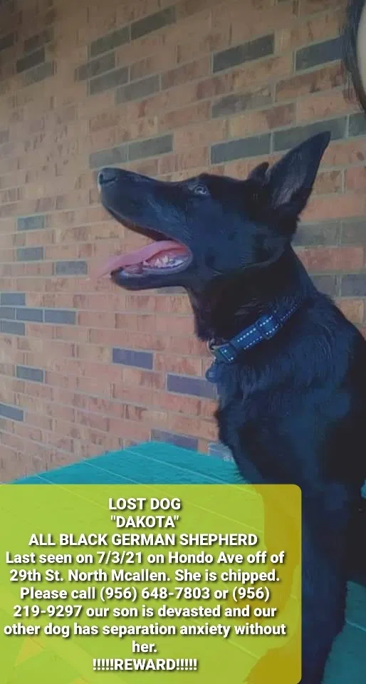 Lost dog in Mcallen, TX, 78504