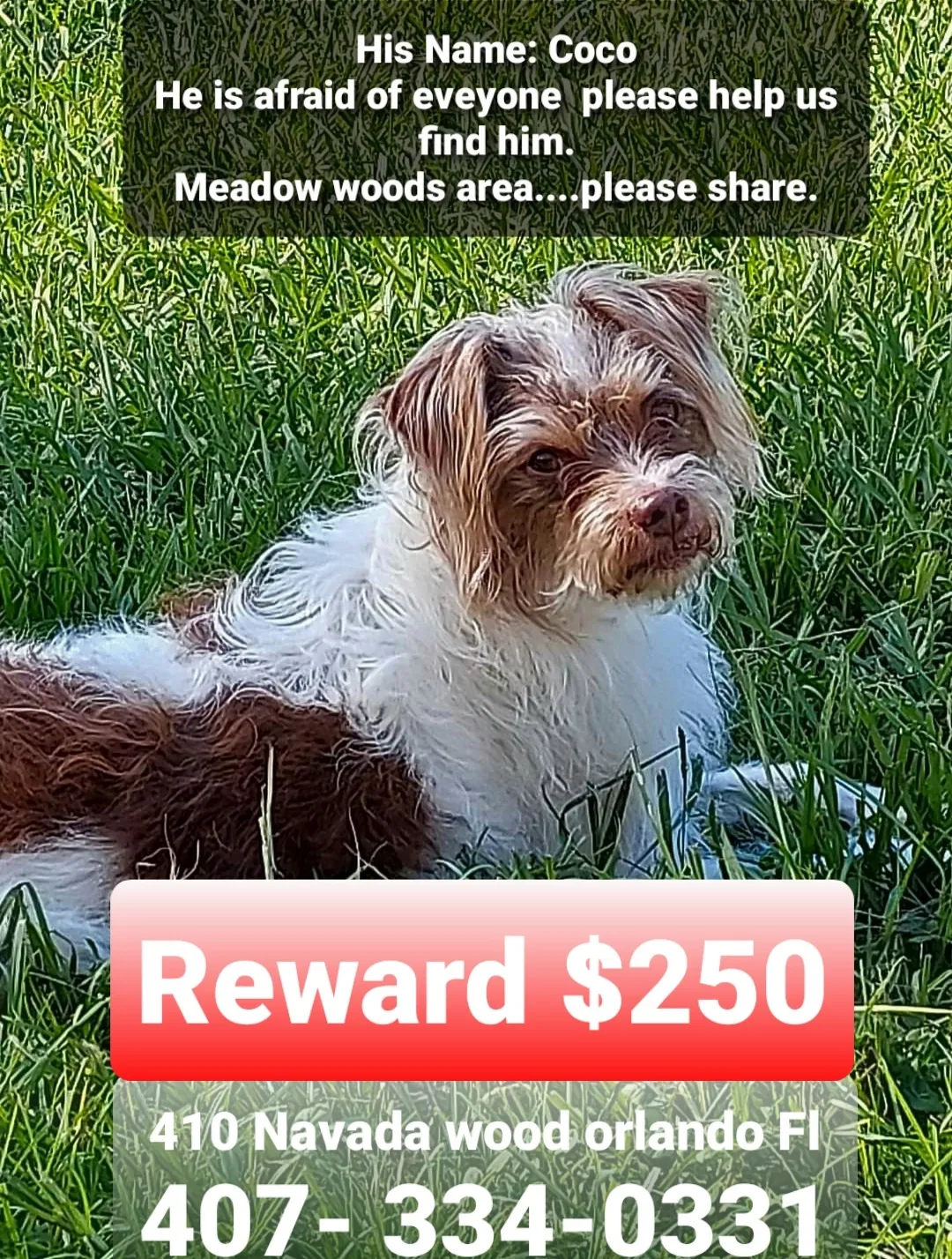 Lost dog in Orlando, FL, 32824