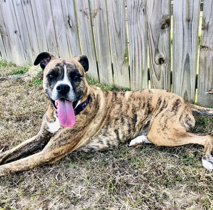 Lost dog in Summerville, SC, 29483