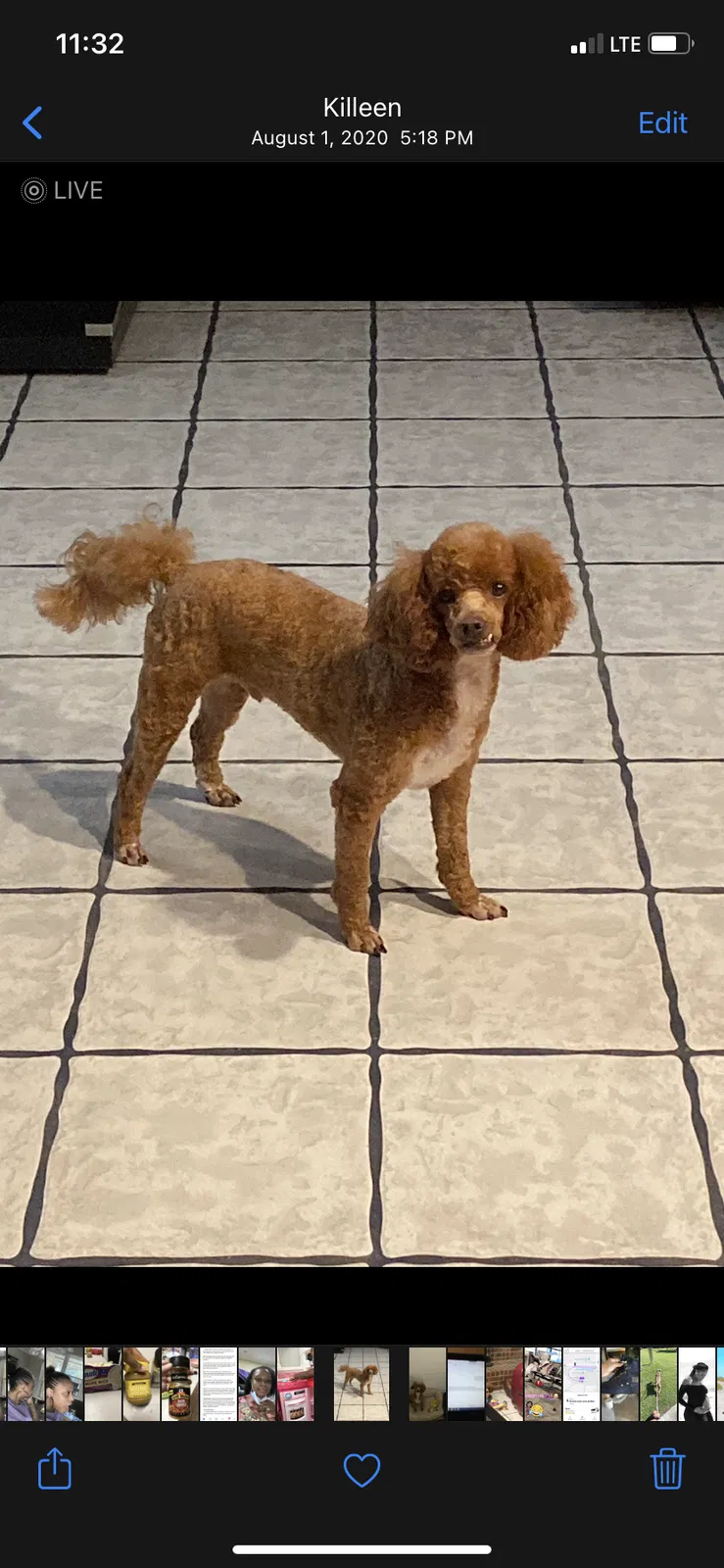 Lost dog in Nolanville, TX, 76559