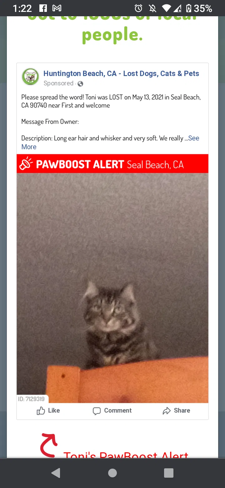 Lost cat in Seal Beach, CA, 90740