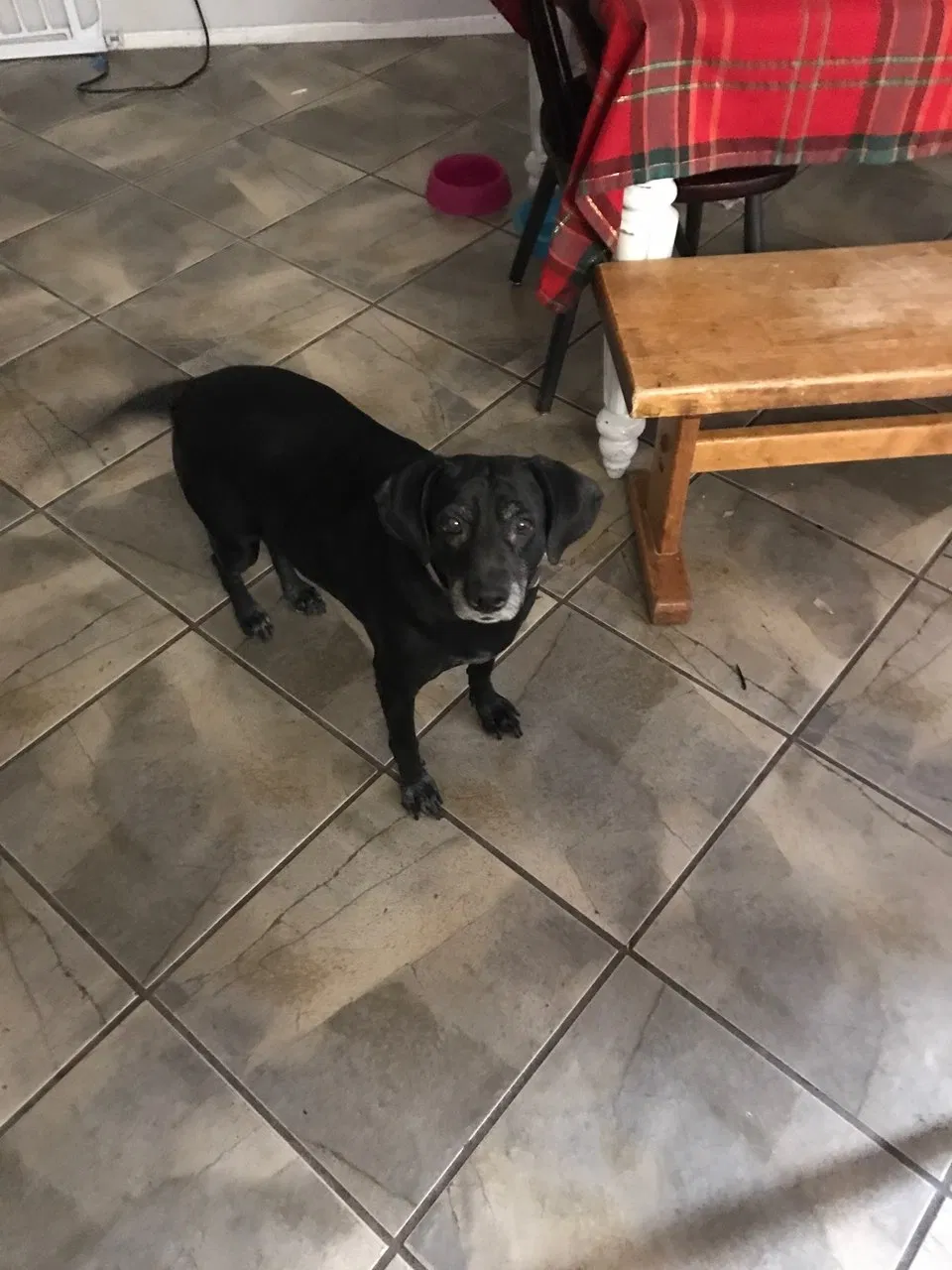 Lost dog in Glendale, AZ, 85302