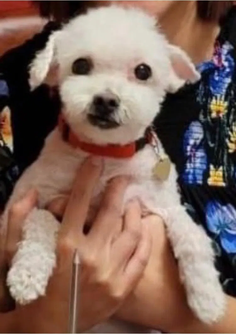 Lost dog in Rowland Heights, CA, 91748