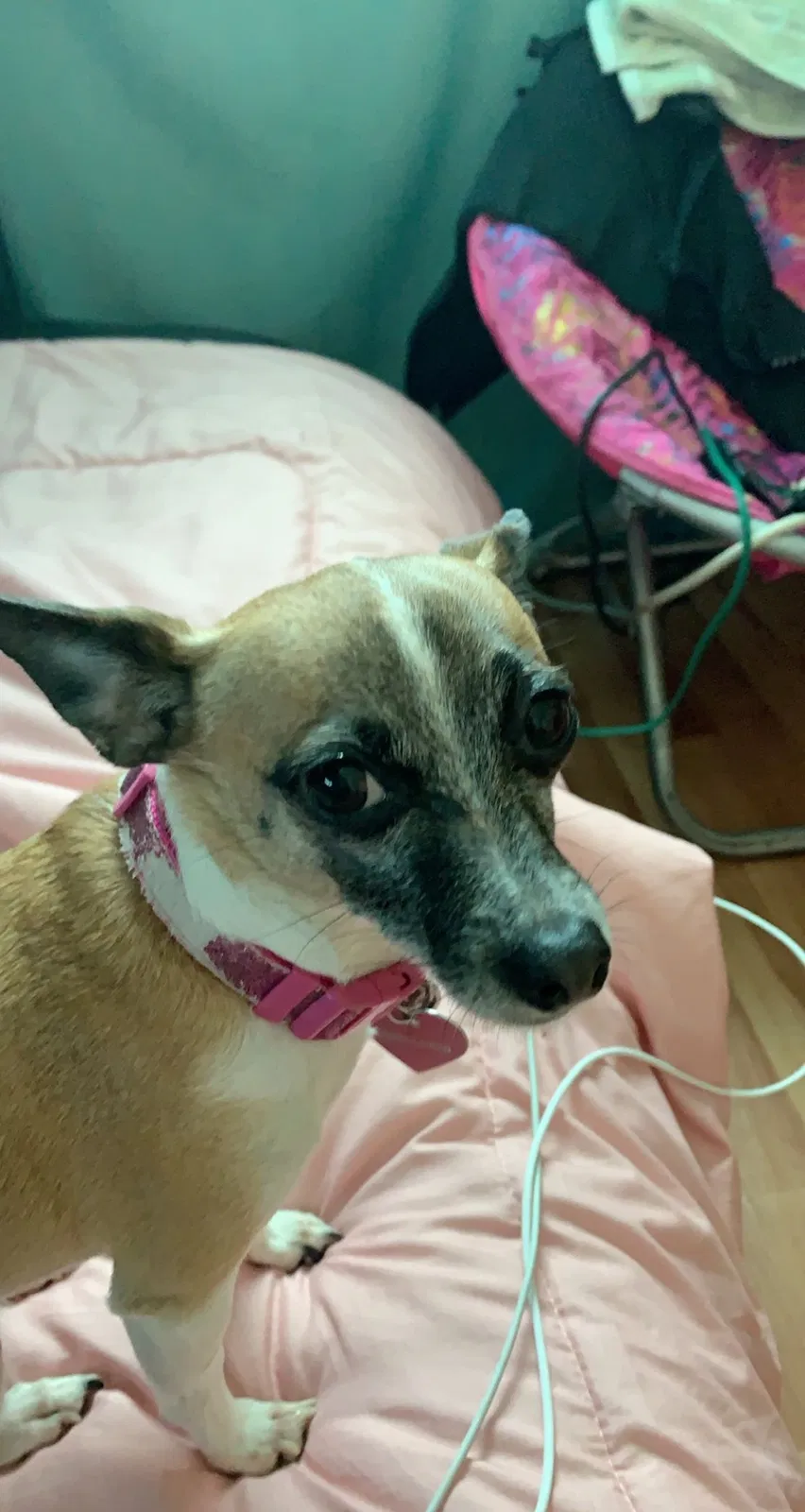 Lost dog in Dallas, TX, 75243