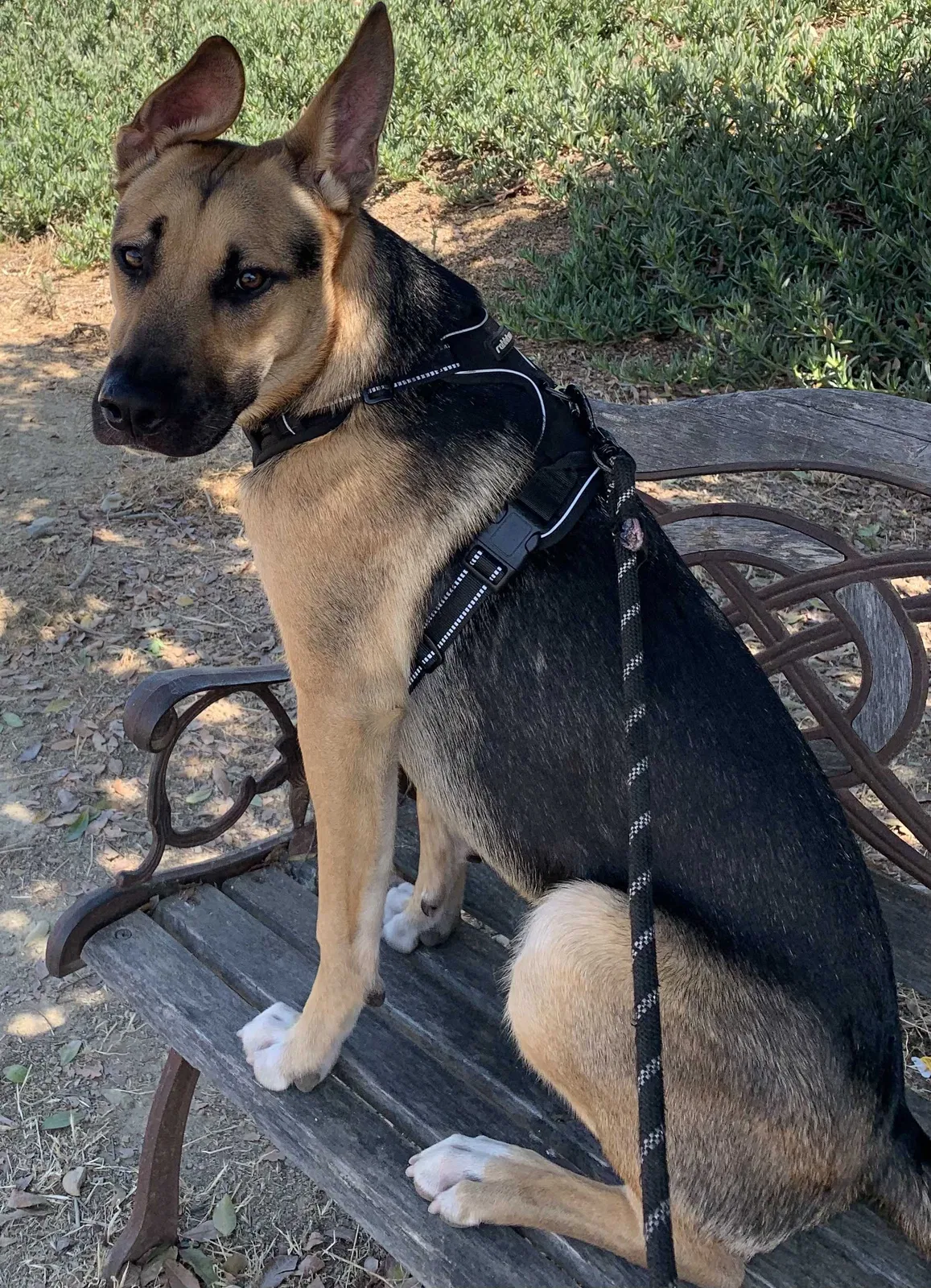 Lost dog in Carlsbad, CA, 92011