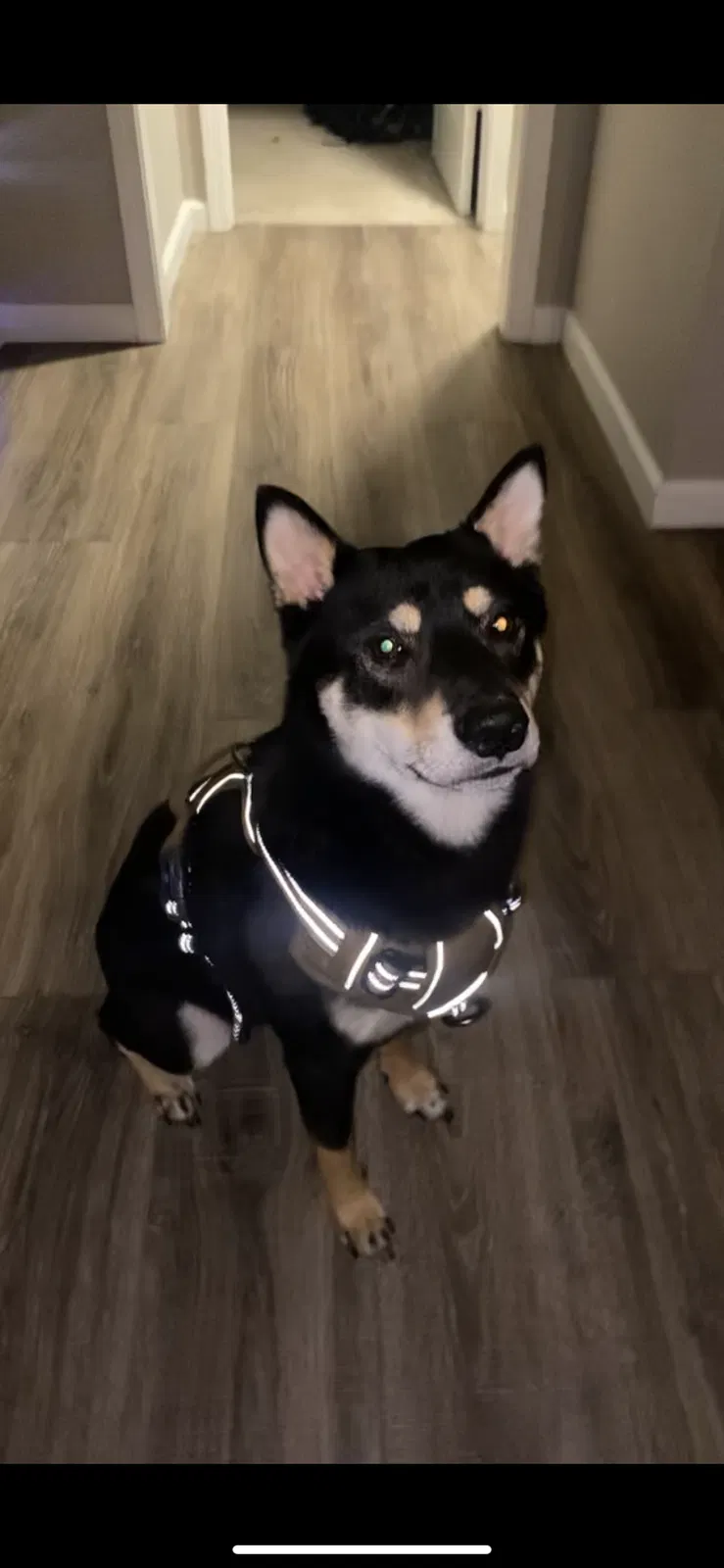 Lost dog in Indianapolis, IN, 46208