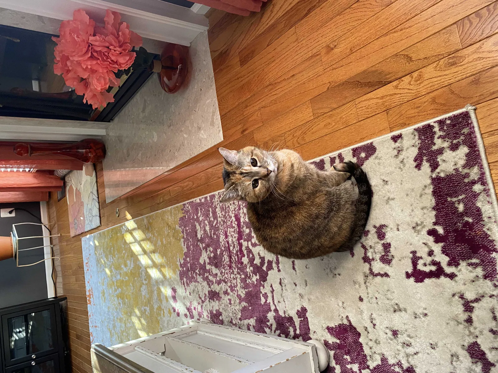 Lost cat in Fredericksburg, VA, 22408