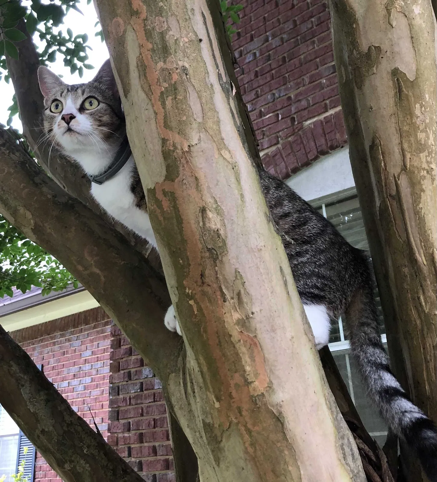 Lost cat in Birmingham, AL, 35216