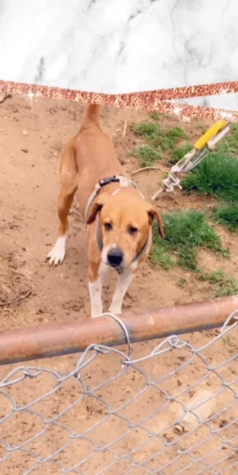 Lost dog in Johnson City, TN, 37601