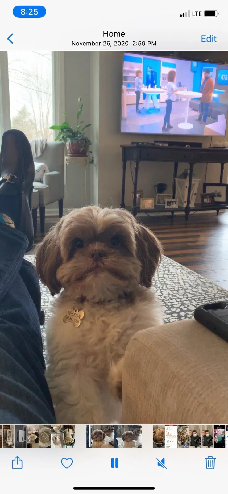 Lost dog in Indianapolis, IN, 46219
