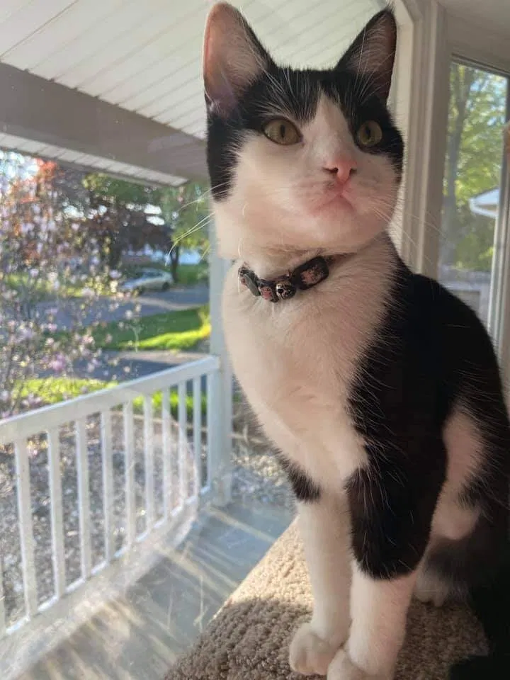 Lost cat in Grand Rapids, MI, 49546