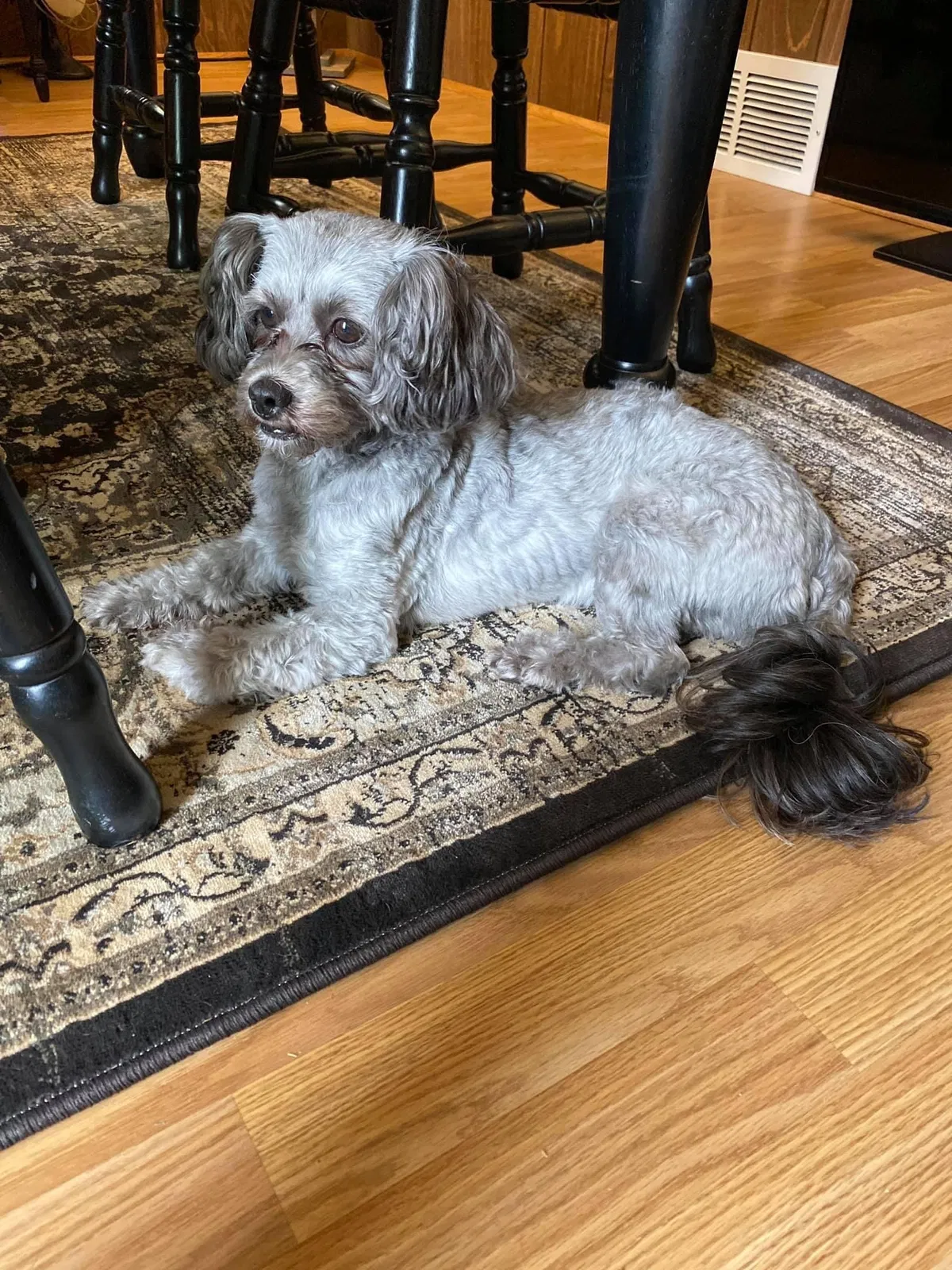 Lost dog in Waukesha, WI, 53186