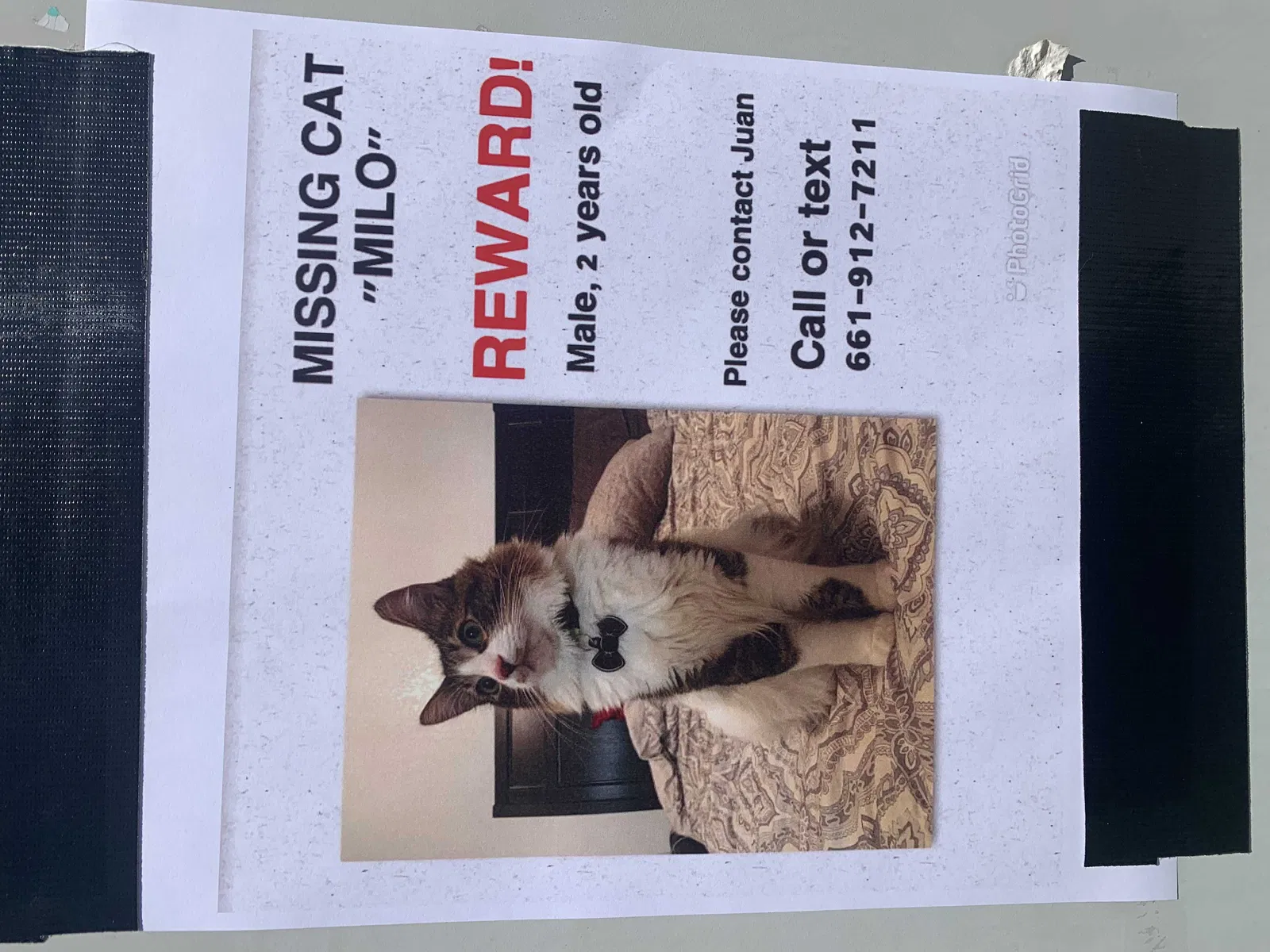 Lost cat in Bakersfield, CA, 93304