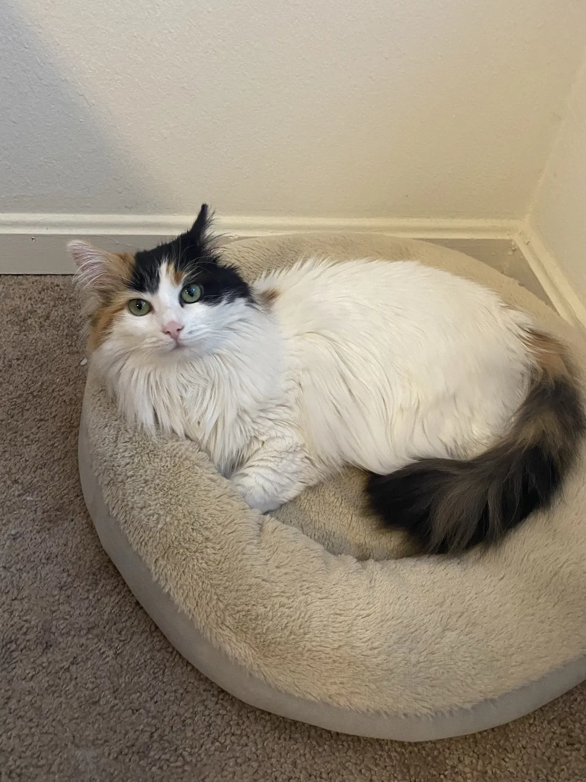 Lost cat in Pittsburgh, PA, 15232