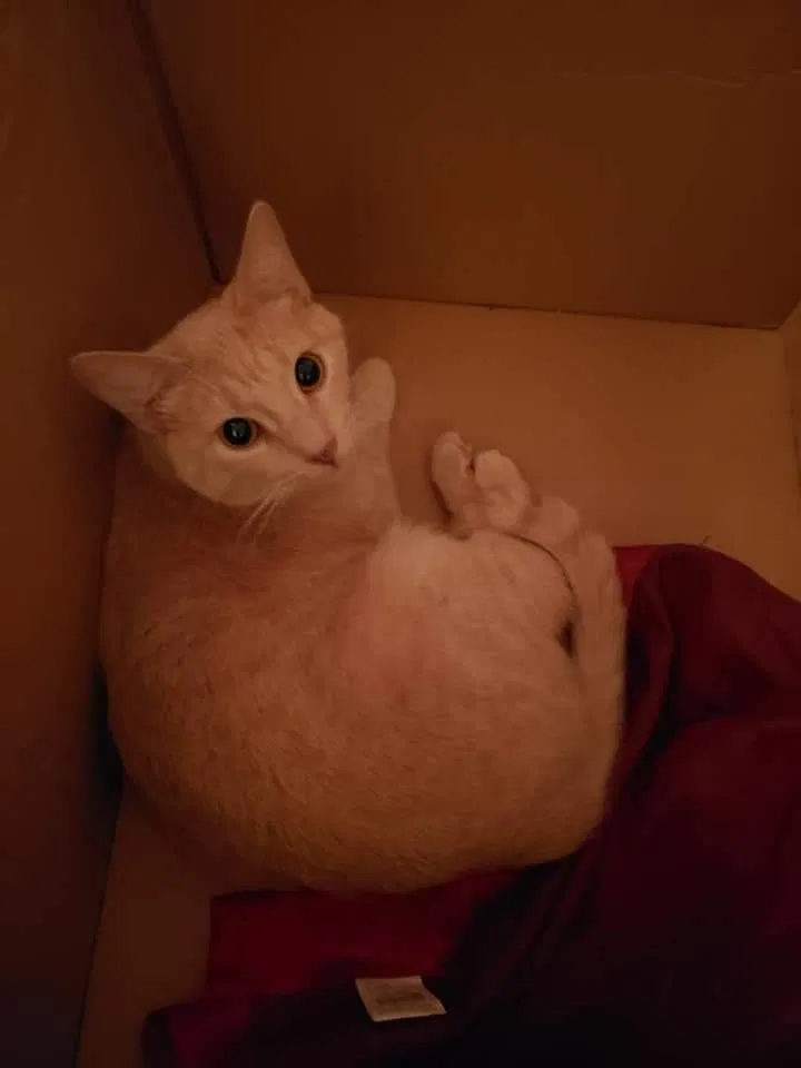 Lost cat in Tulsa, OK, 74127