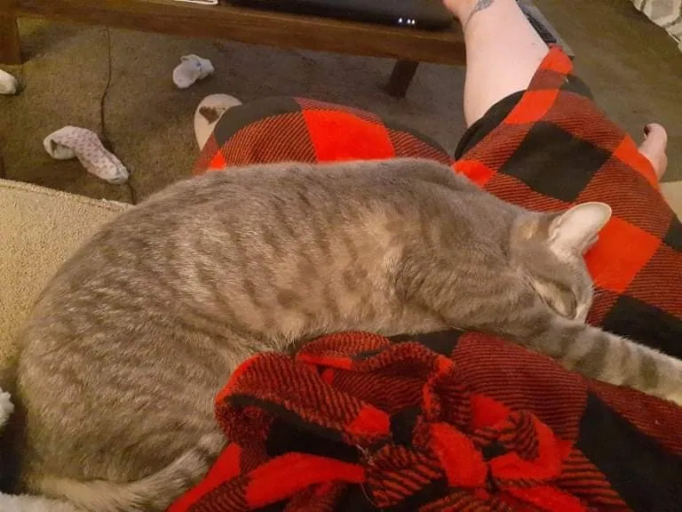 Lost cat in Oklahoma City, OK, 73160